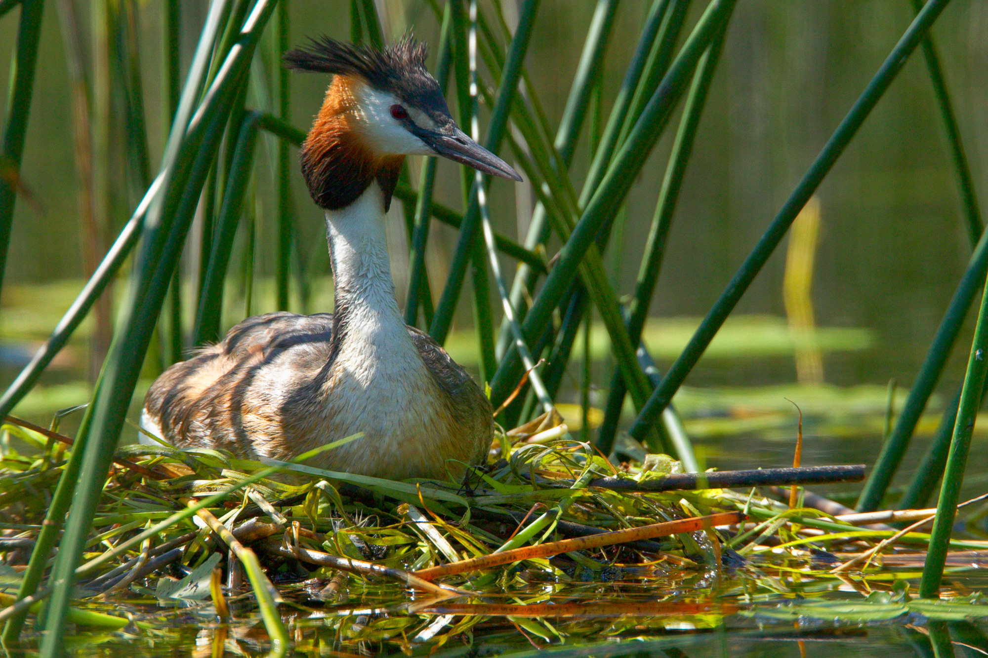 Haubentaucher im Nest